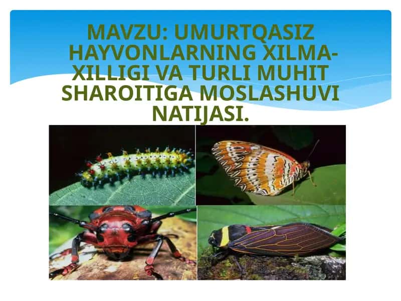 UMURTQASIZHAYVONLARNING XILMA-XILLIGI VA TURLI MUHIT SHAROITIGA MOSLASHUV