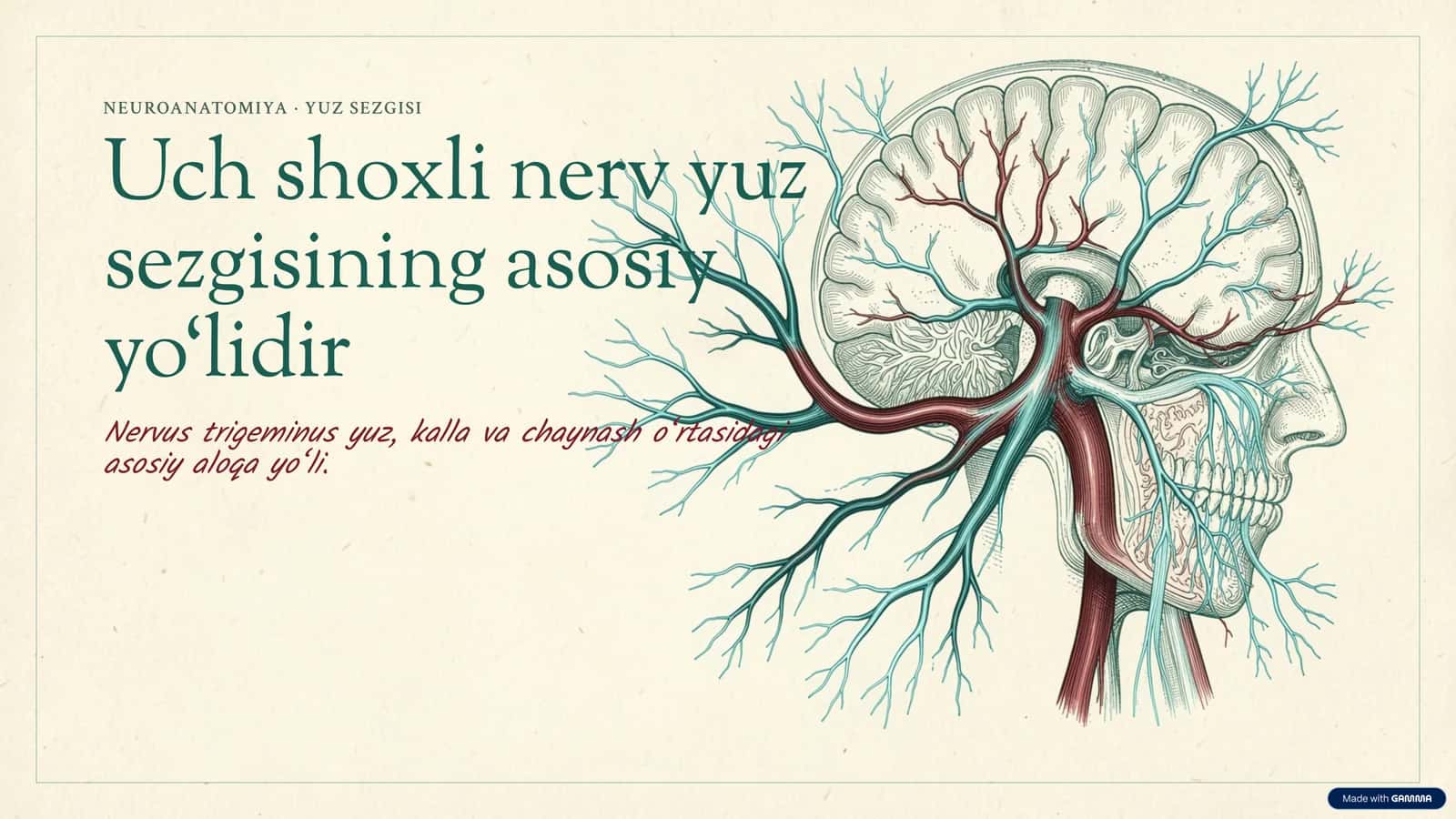 [NEUROANATOMIYA · YUZ SEZGISI]
