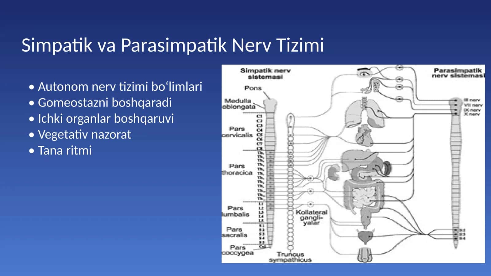 Simpatik va Parasimpatik Nerv Tizimi