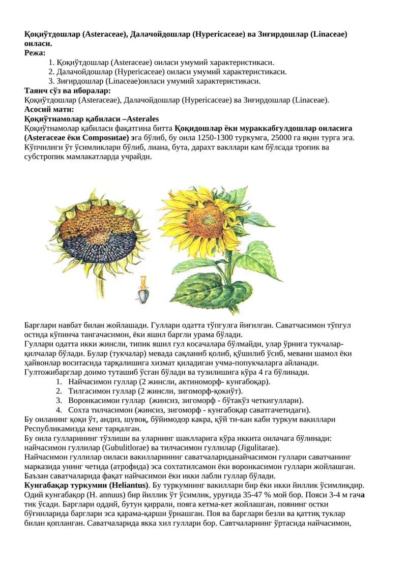 Қоқиўтдошлар (Asteraceae)