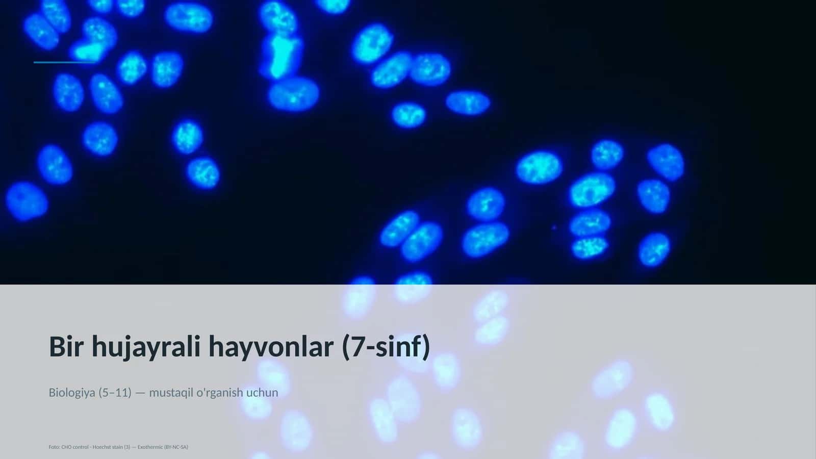 Bir hujayrali hayvonlar (7-sinf)