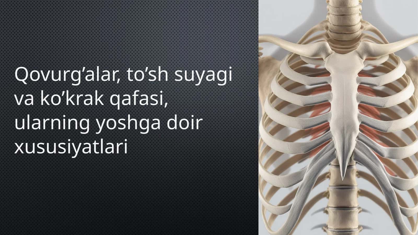 Qovurg'alar, to'sh suyagi va koʻkrak qafasi. Ularning yoshga doir xususiyatlari