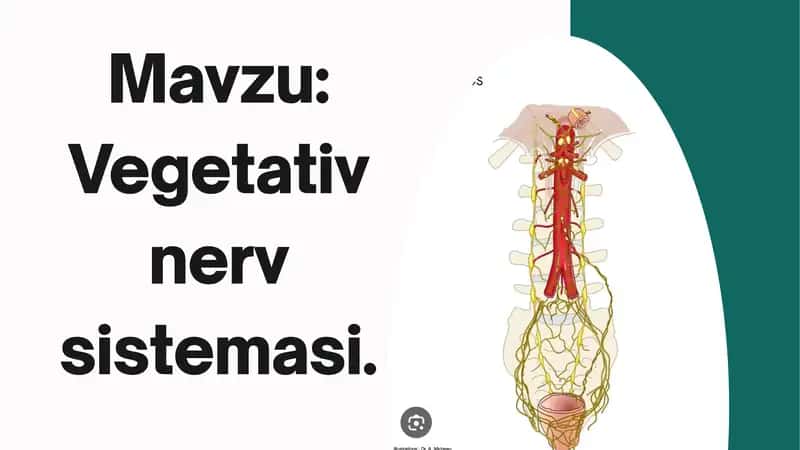 Vegetativ nerv sistemasi