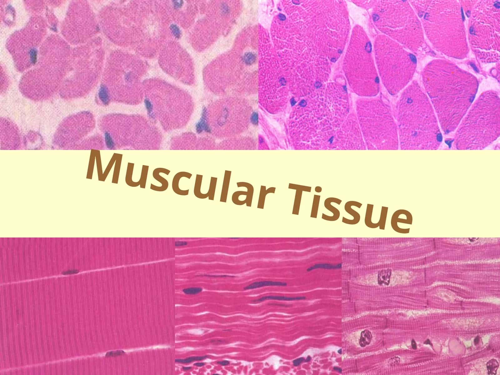 Muscular Tissue