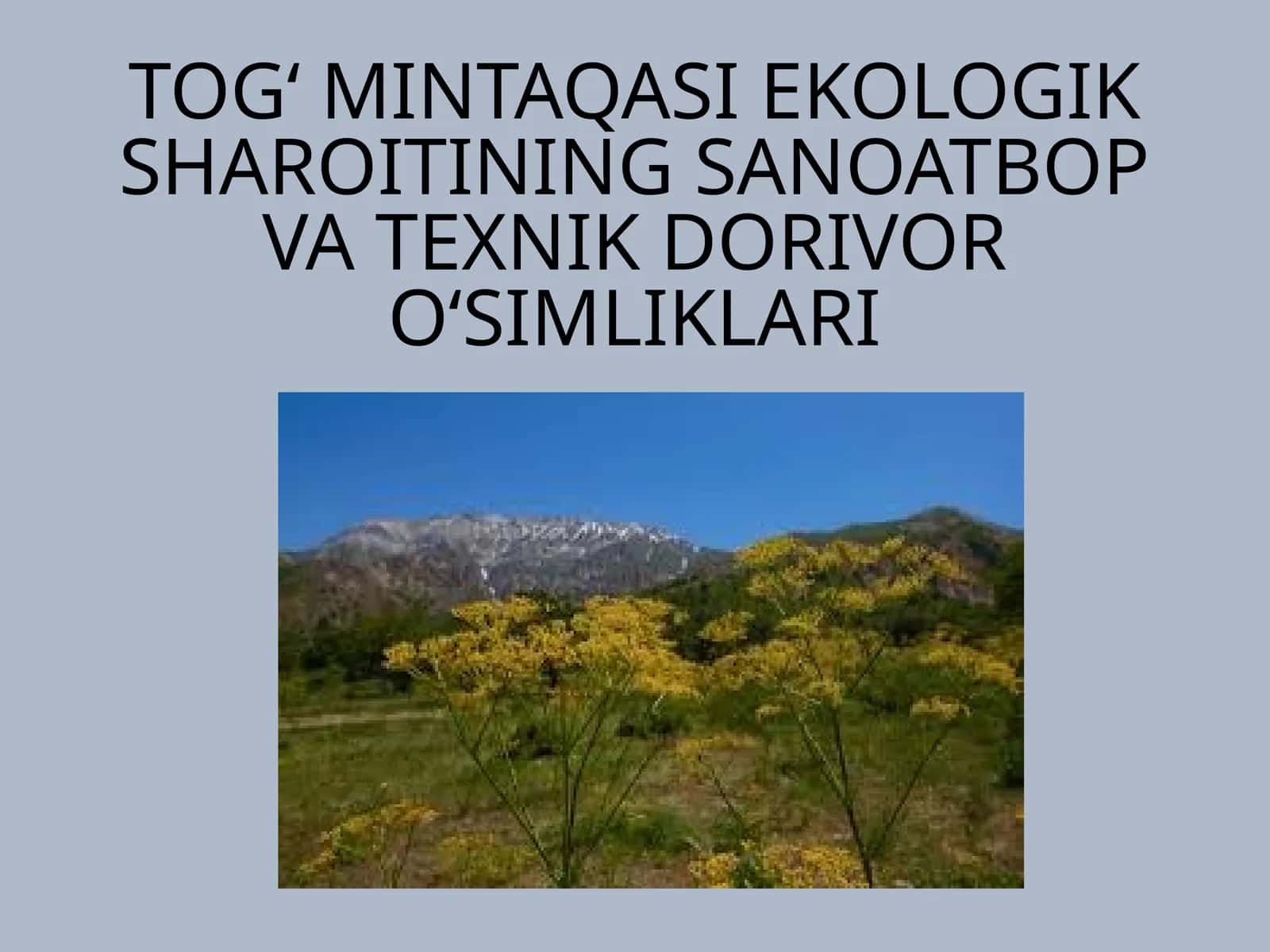 TOG‘ MINTAQASI EKOLOGIK SHAROITINING SANOATBOP VA TEXNIK DORIVOR O‘SIMLIKLARI