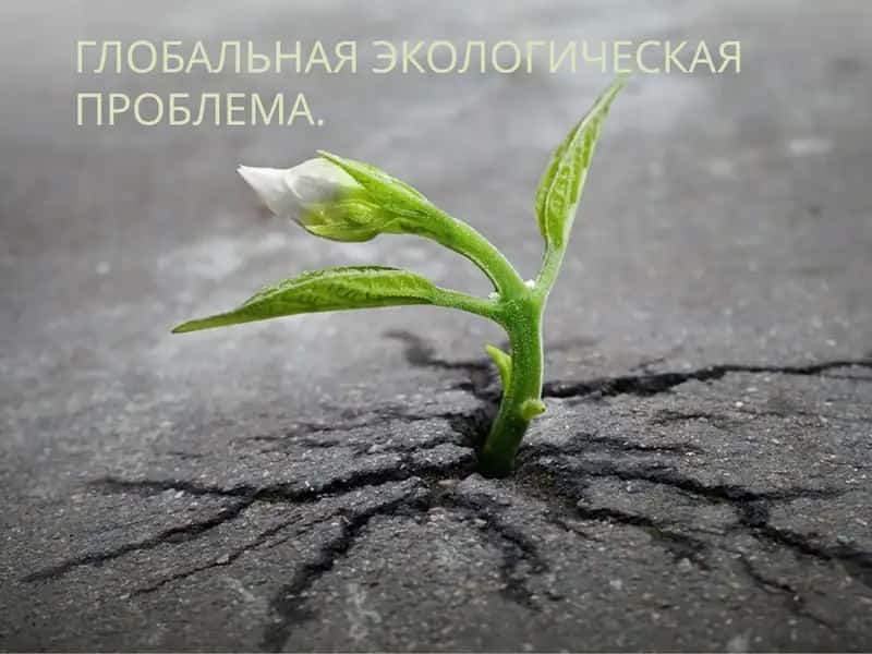 Глобальная экологическая проблема.
