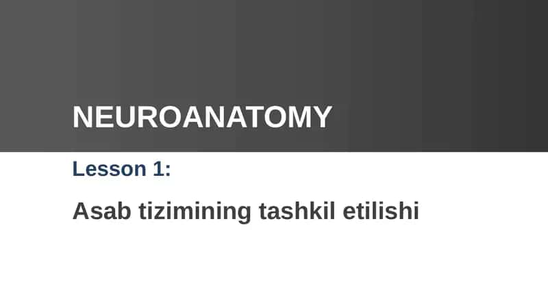 Asab tizimining tashkil etilishi