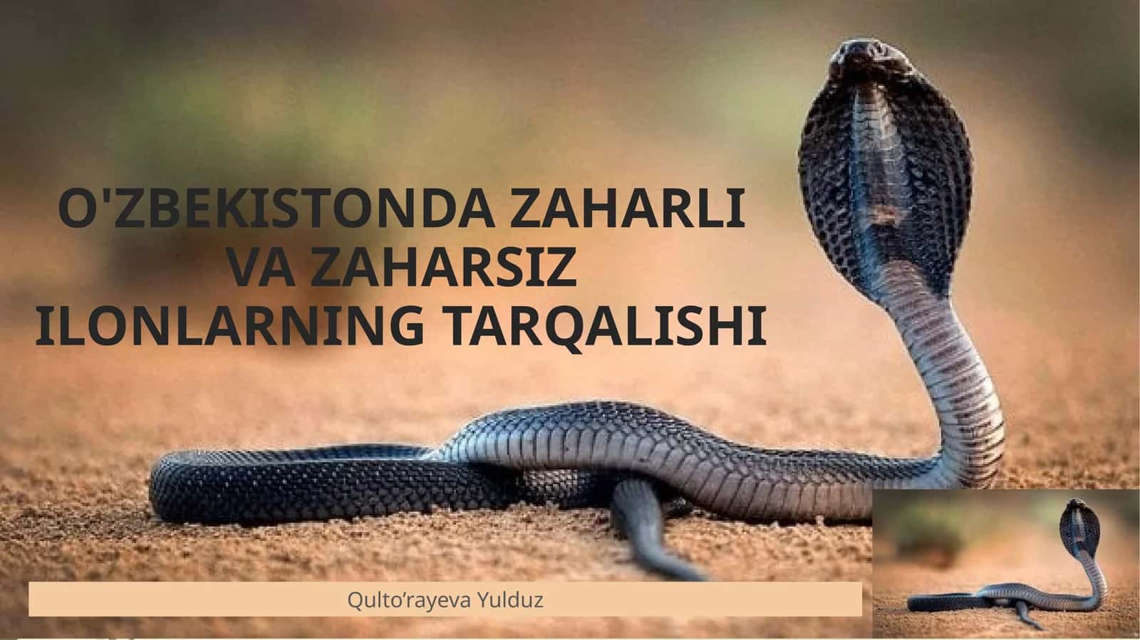 O'ZBEKISTONDA ZAHARLI VA ZAHARSIZ ILONLARNING TARQALISHI