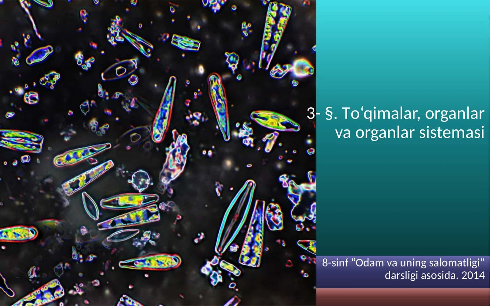 To'qimalar, organlar va organlar sistemasi