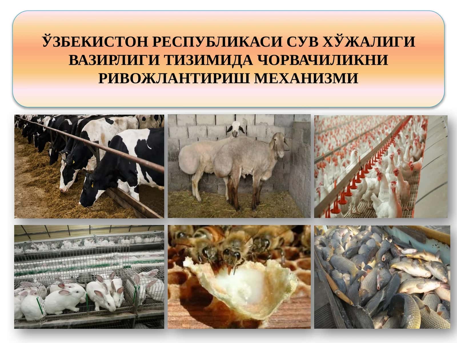 Сув хўжалиги тизимида ёрдамчи хўжаликни ривожлантириш йўналишлари