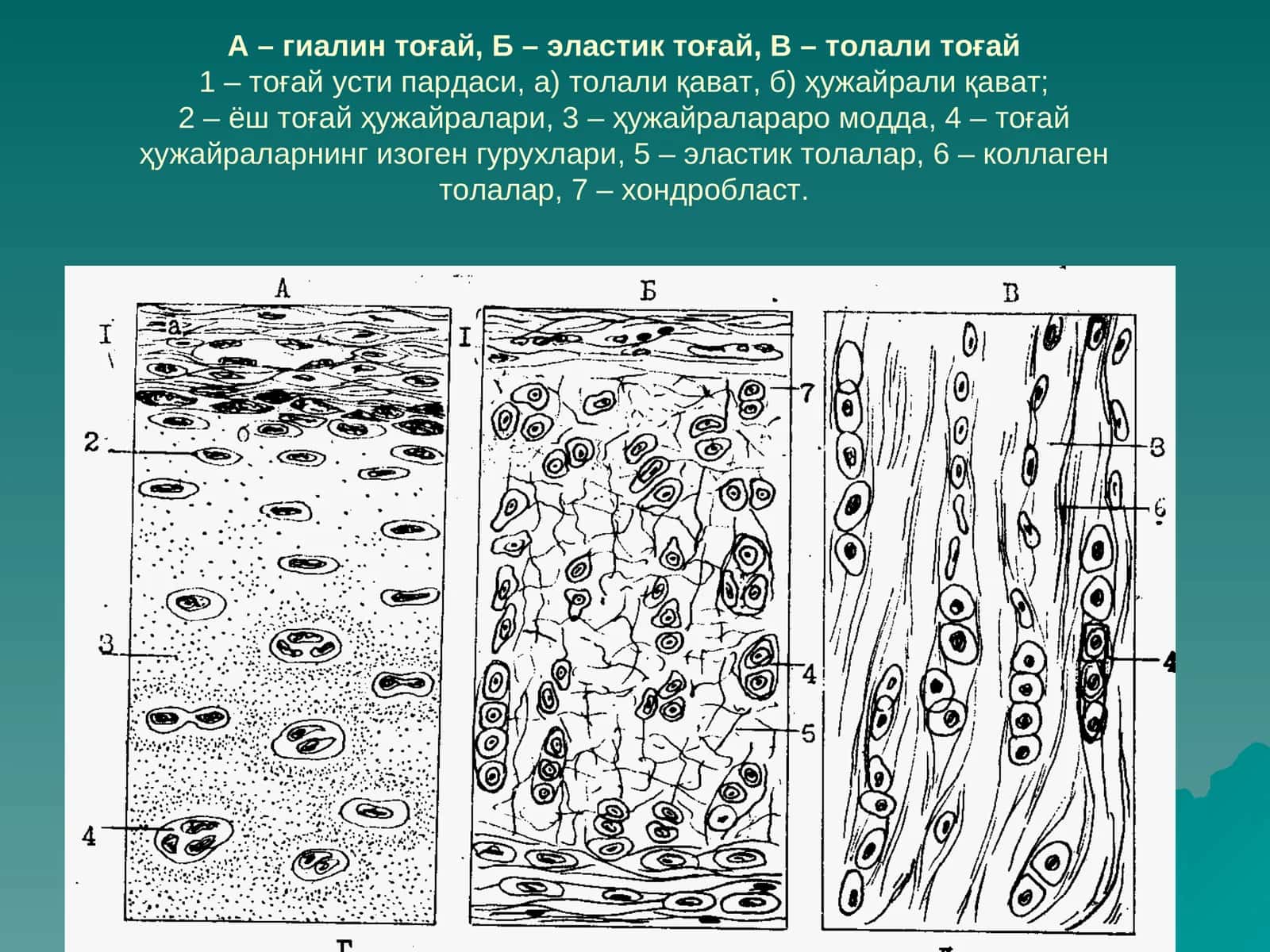 Гиалинтоғай, эластик тоғай, толали тоғай