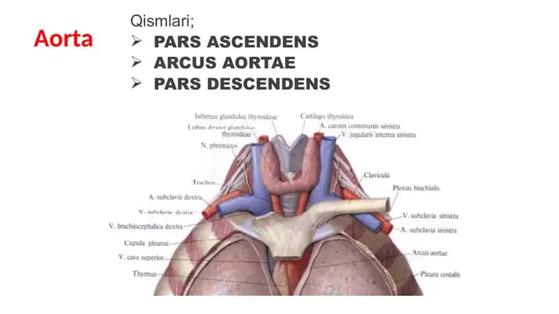 aorta