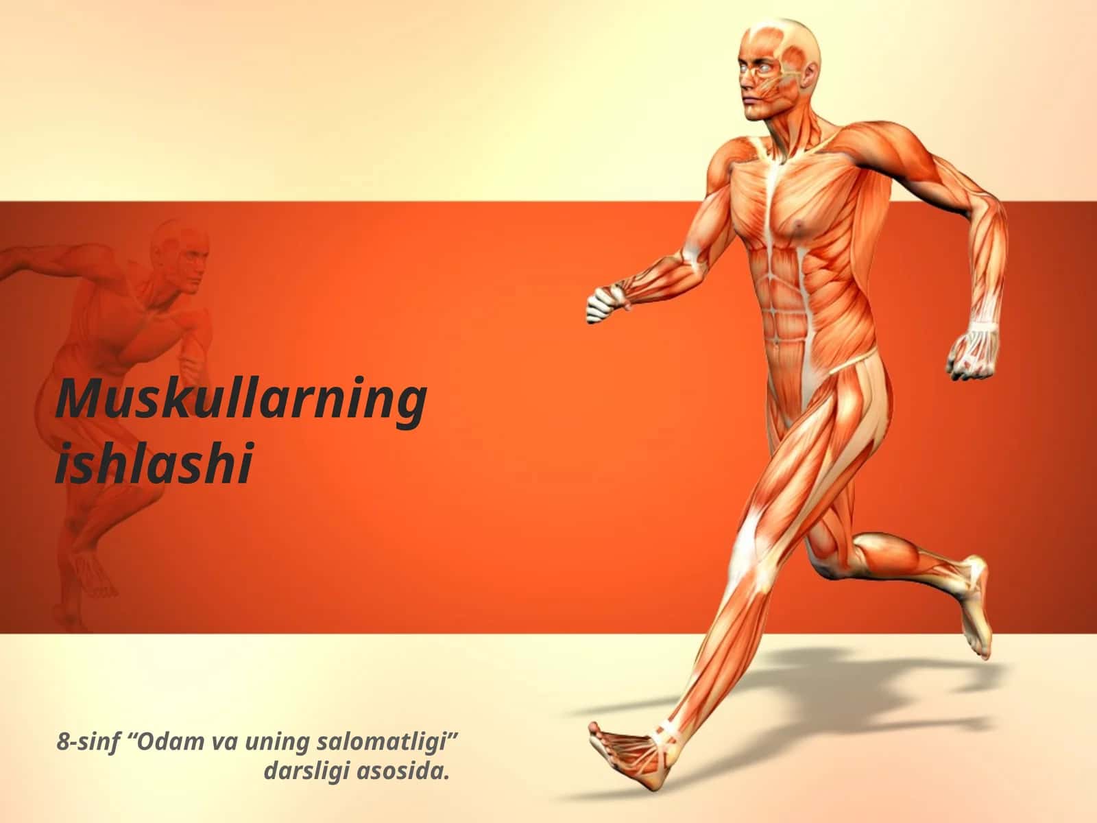 Muskullarning ishlashi