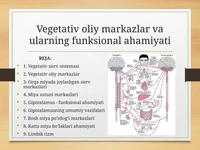 Vegetativ oliy markazlar va ularning funksional ahamiyati