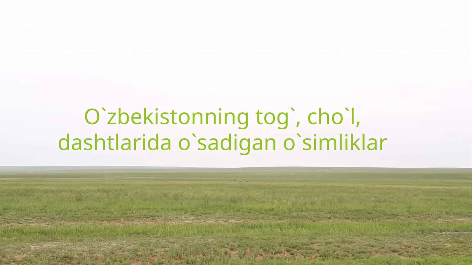 O`zbekistonning tog`, cho`l, dashtlarida o`simliklar 2026 YIL