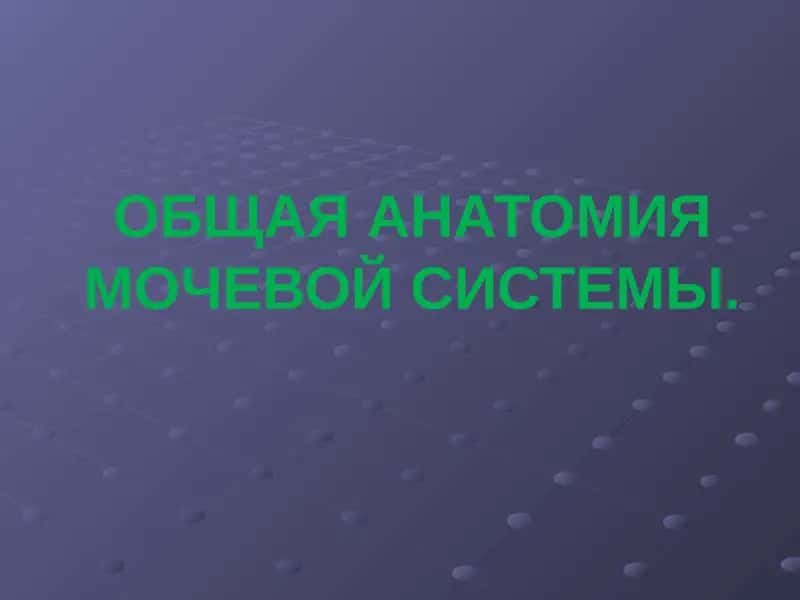 ОБЩАЯ АНАТОМИЯ МОЧЕВОЙ СИСТЕМЫ