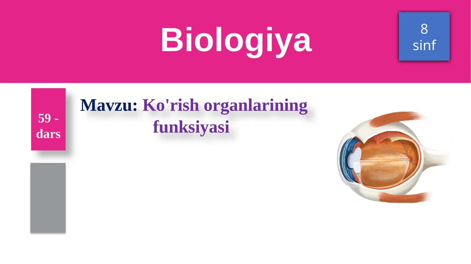 Ko'rish organlarining funksiyasi