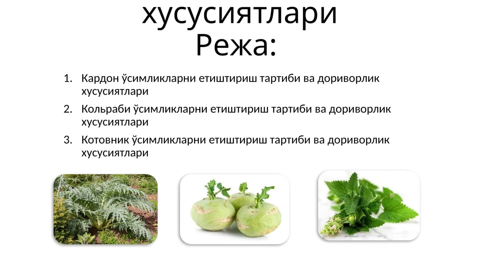 Маъруза-3. КАРДОН, КОЛЬРАБИ, КОТОВНИК ўсимликларни етиштириш тартиби ва дориворлик хусусиятлари