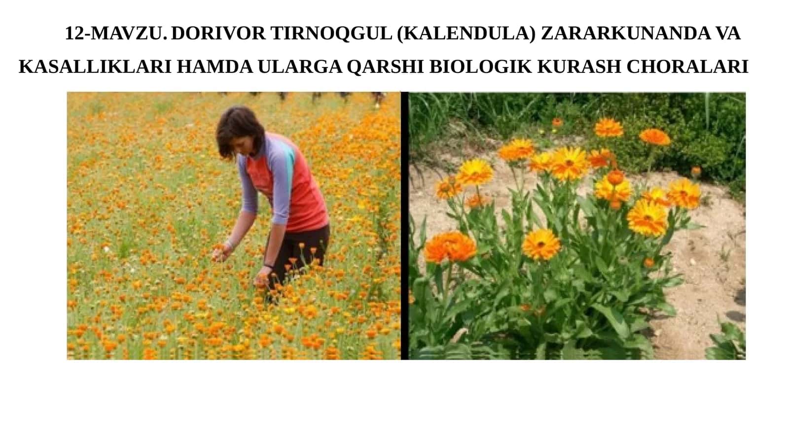 DORIVOR TIRNOQGUL (KALENDULA) ZARARKUNANDA VAKASALLIKLARI HAMDAULARGA QARSHIBIOLOGIKKURASH CHORALARI