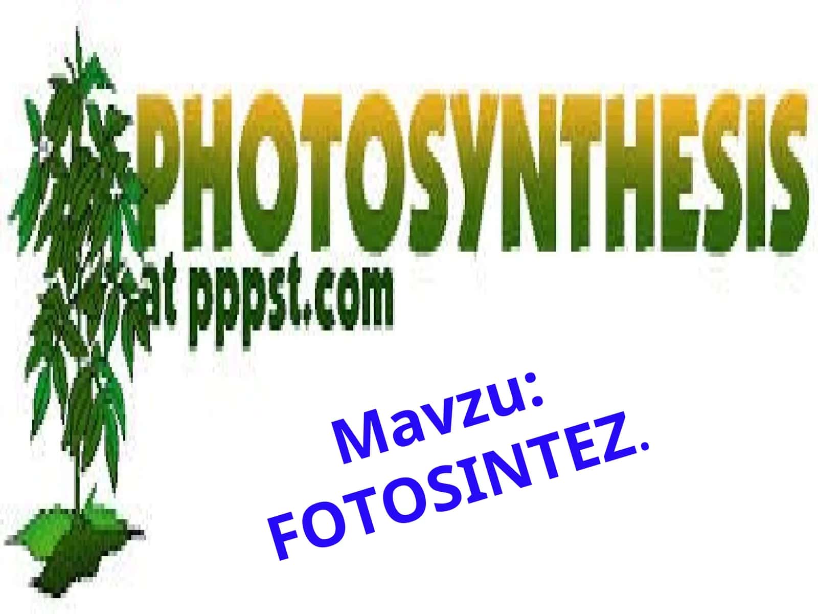 FOTOSINTEZ