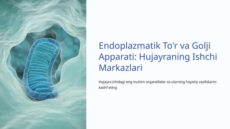 Endoplazmatik To'r va Golji Apparati: Hujayraning Ishchi Markazlari
