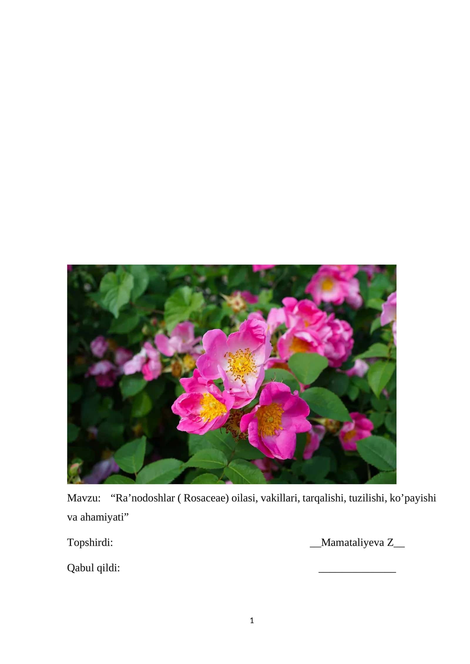Ra’nodoshlar ( Rosaceae) oilasi, vakillari, tarqalishi, tuzilishi, ko’payishi va ahamiyati