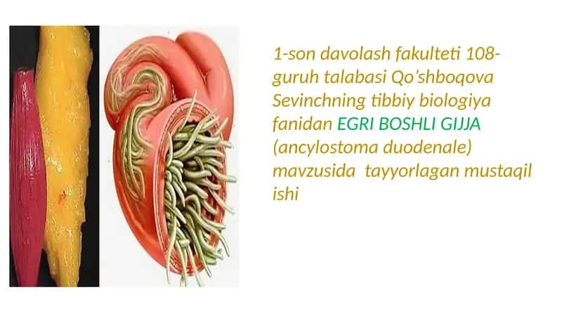 Egri Boshli Gijja
