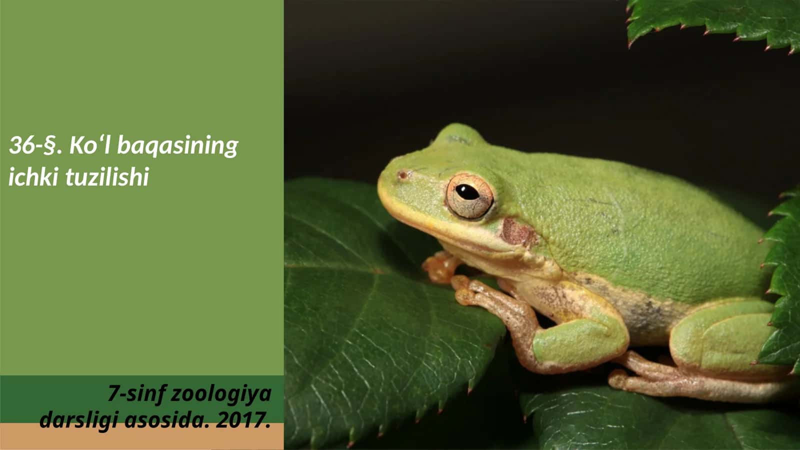 7-sinf Zoologiya 'Ko'l baqasining ichki tuzilishi' ko'rgazma