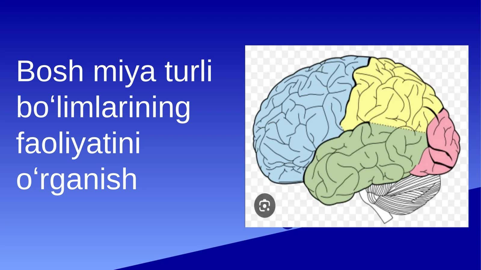 bosh miya turli boʻlimlarining faoliyatini oʻrganish prezintatsiya