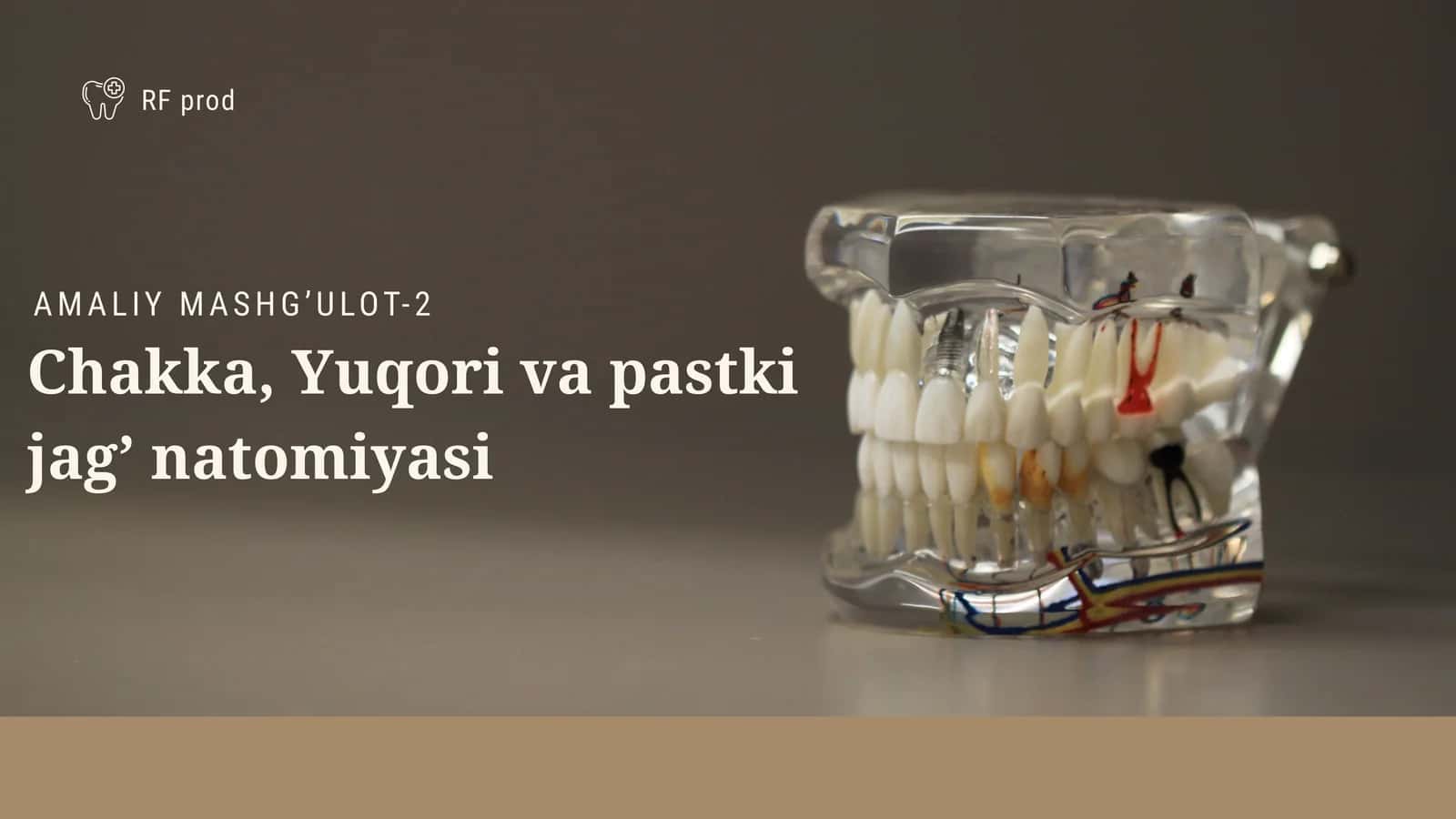 Chakka, Yuqori va pastki jag’ natomiyasi