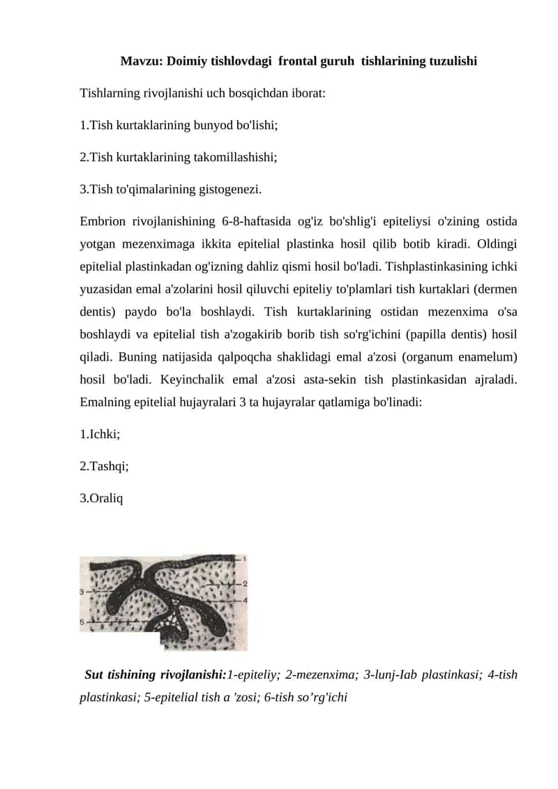 Doimiy tishlovdagi frontal guruh tishlarining tuzulishi