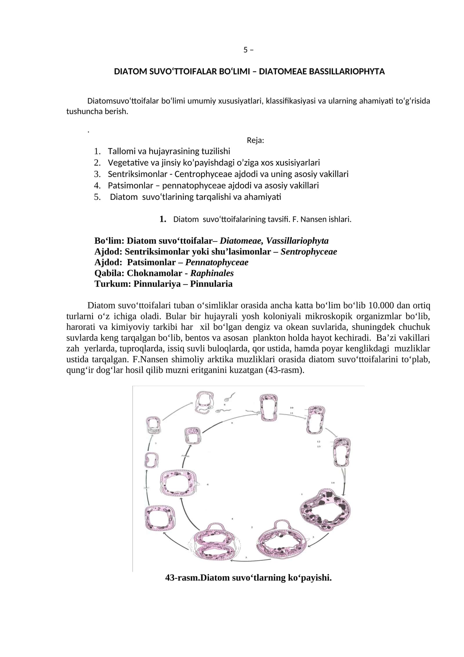 Diatom Suvo‘ttoifalar Bo‘limi – Diatomeae Bassillariophyta
