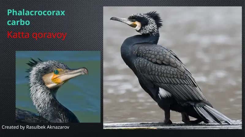 Katta qoravoy