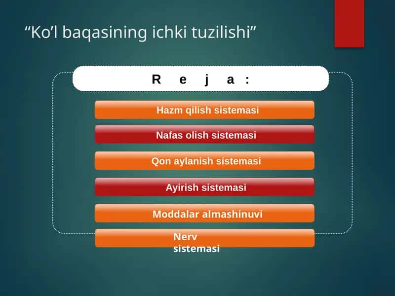 Ko'l baqasining ichki tuzilishi