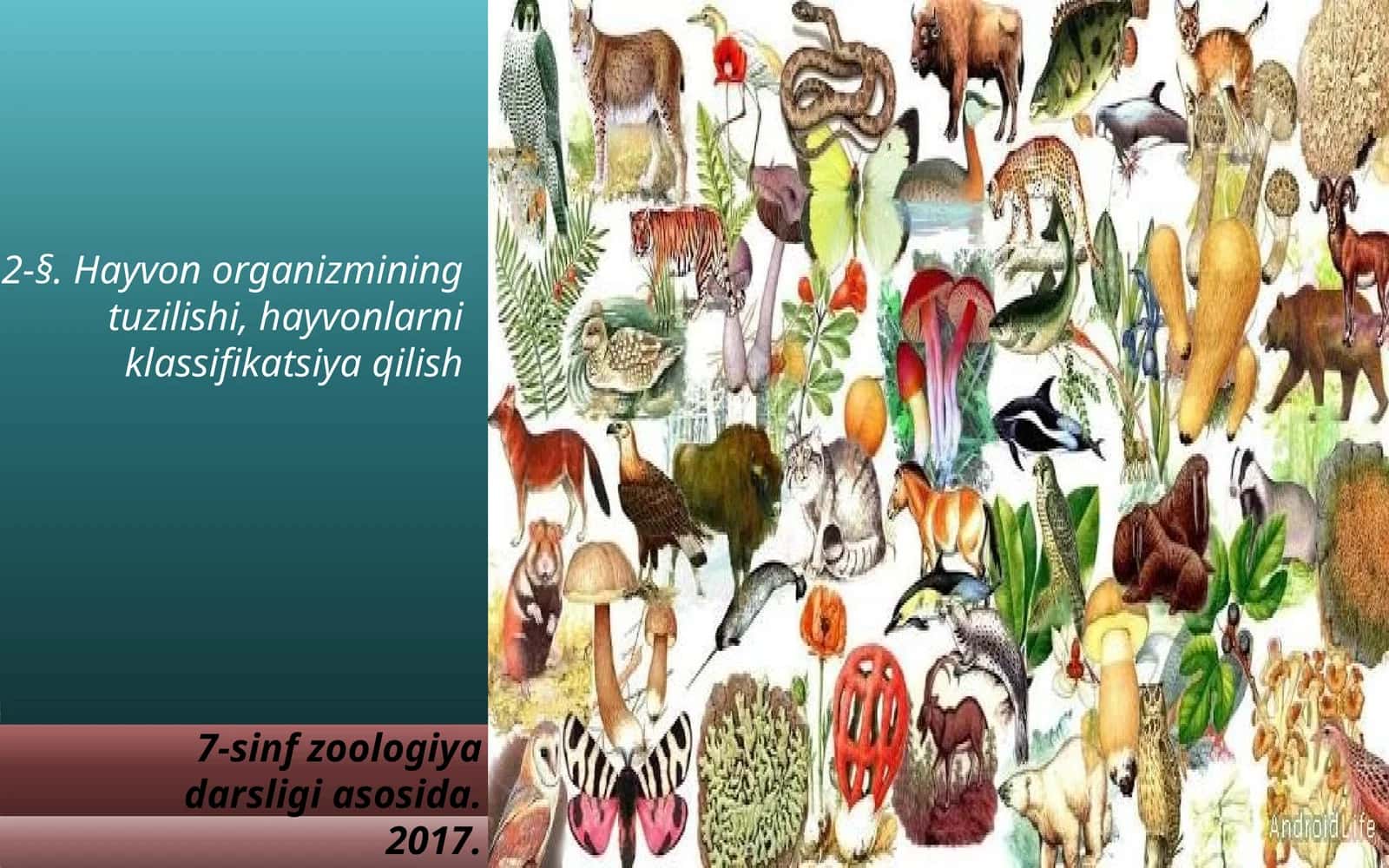 7-sinf Zoologiya 'Hayvon organizmining tuzilishi, hayvonlarni klassifikatsiya qilish' ko'rgazma