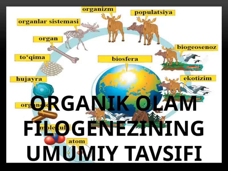 Organik olam filogenezining umumiy tavsifi