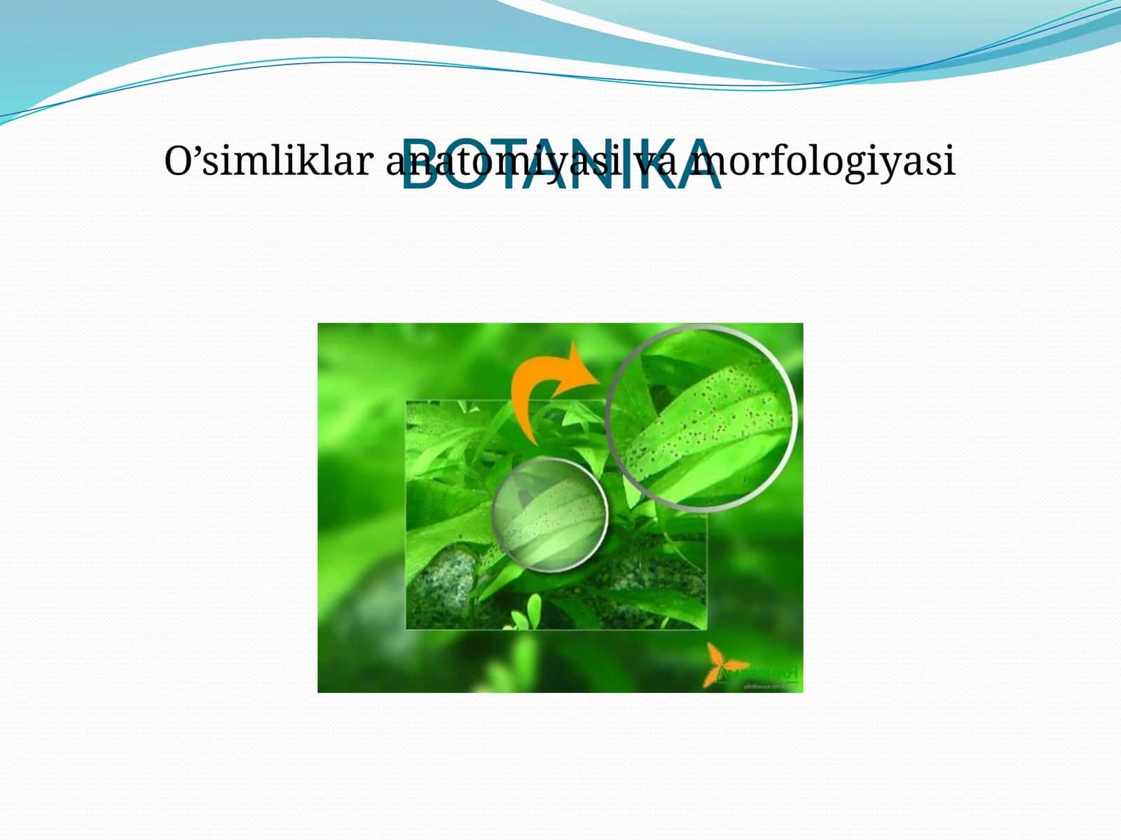 BOTANIKA