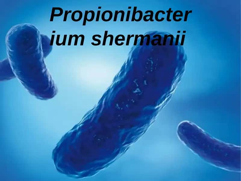 Propionibacterium shermanii