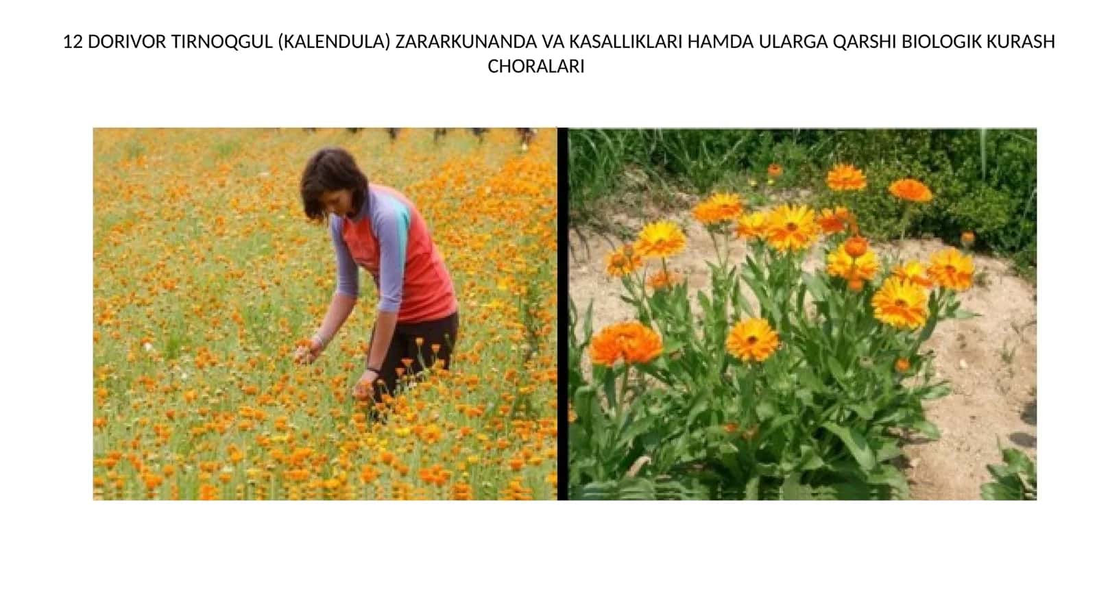 Dorivor tirnoqgul (kalendula) zararkunanda va kasalliklari hamda ularga qarshi biologik kurash choralari