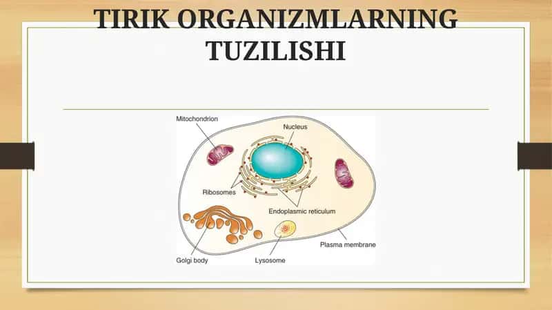 TIRIK ORGANIZMLARNING TUZILISHI