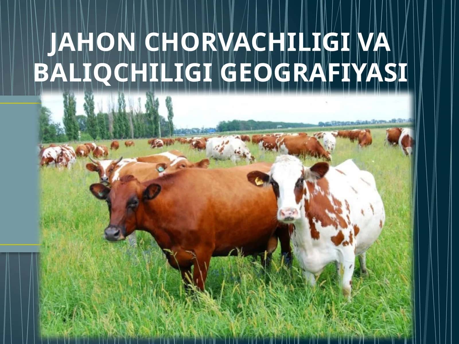 JAHON CHORVACHILIGI VA BALIQCHILIGI GEOGRAFIYASI