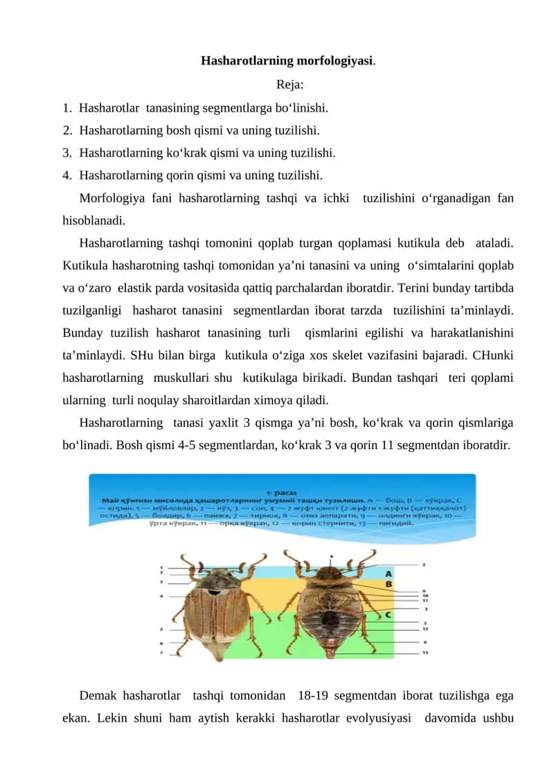 Hasharotlarning morfologiyasi