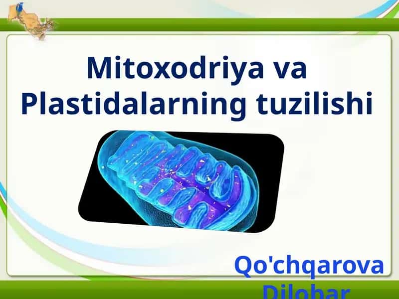 Mitoxodriya va Plastidalarning tuzilishi