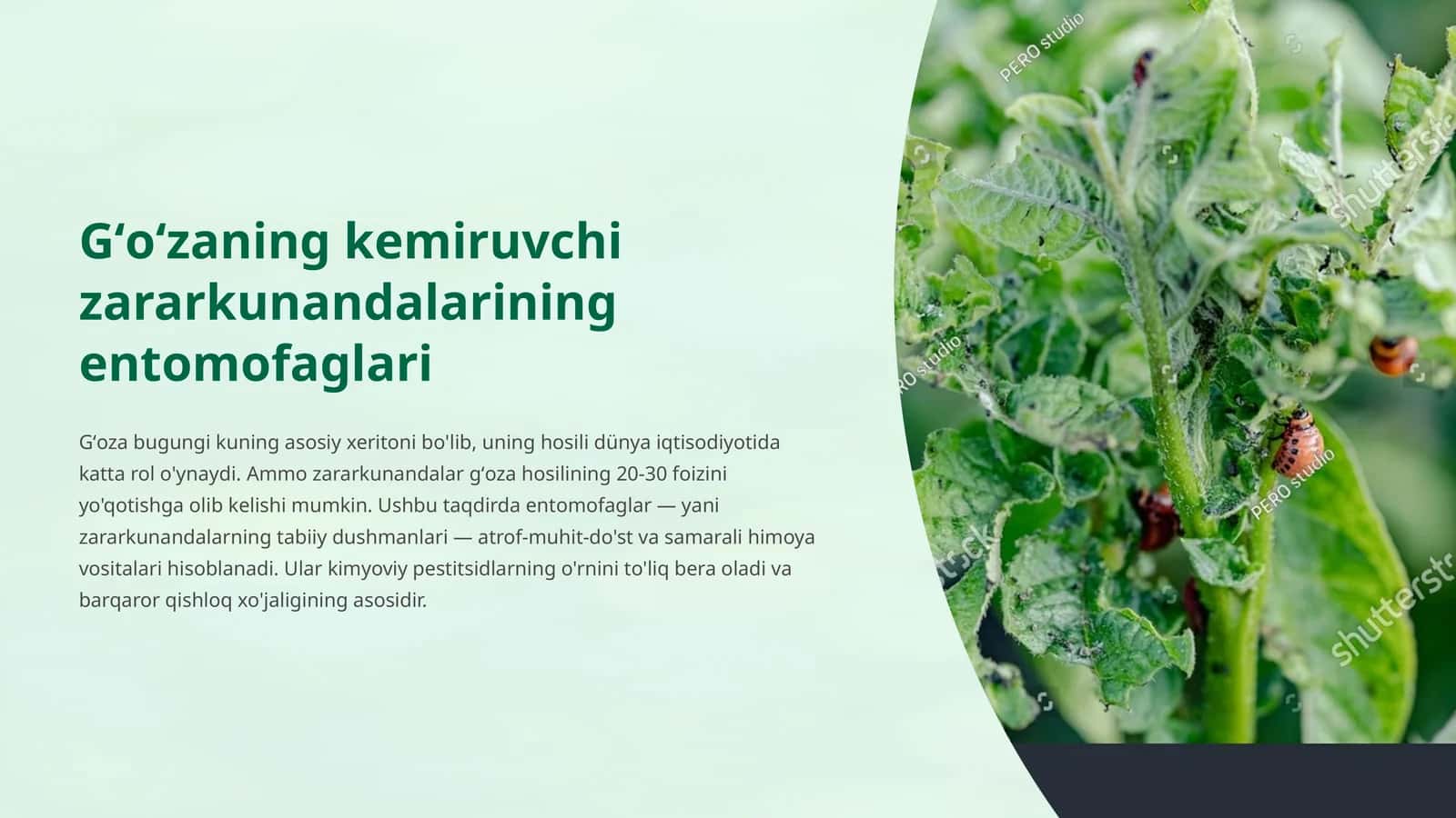 Gʻoʻzaning kemiruvchi zararkunandalarining entomofaglari