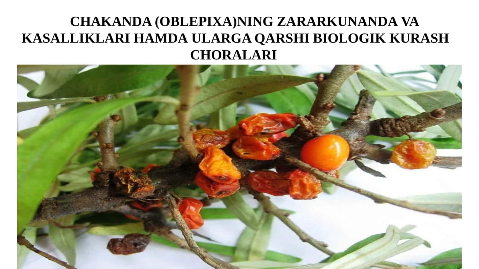 CHAKANDA (OBLEPIXA)NING ZARARKUNANDAVA KASALLIKLARI HAMDAULARGA QARSHIBIOLOGIKKURASH CHORALARI