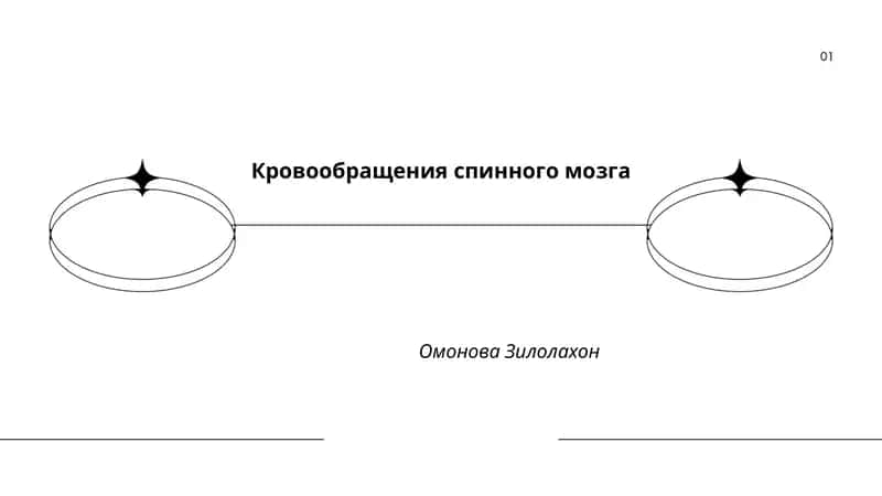 Кровообращения спинного мозга