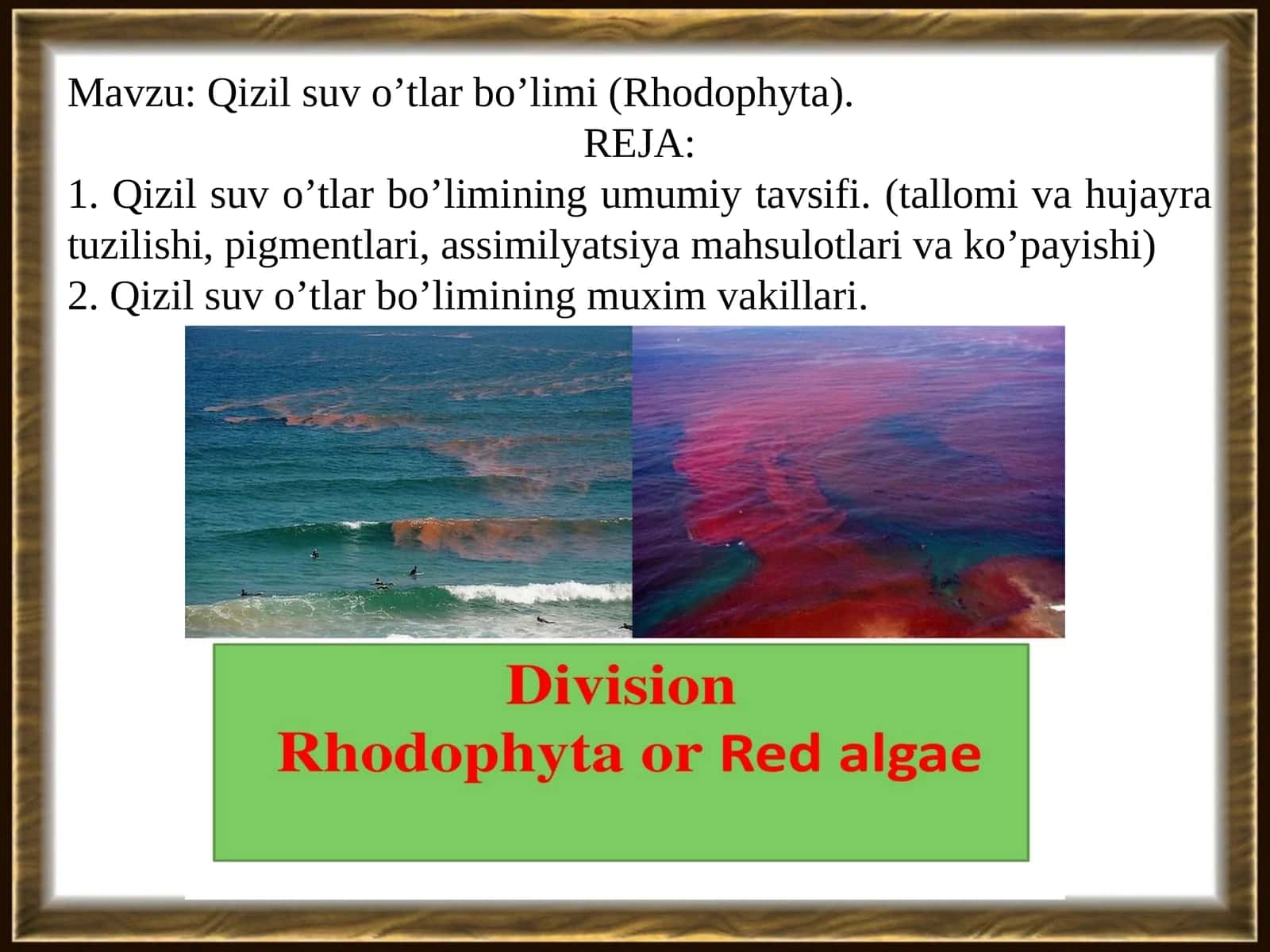 Qizil suv o’tlar bo’limi (Rhodophyta)