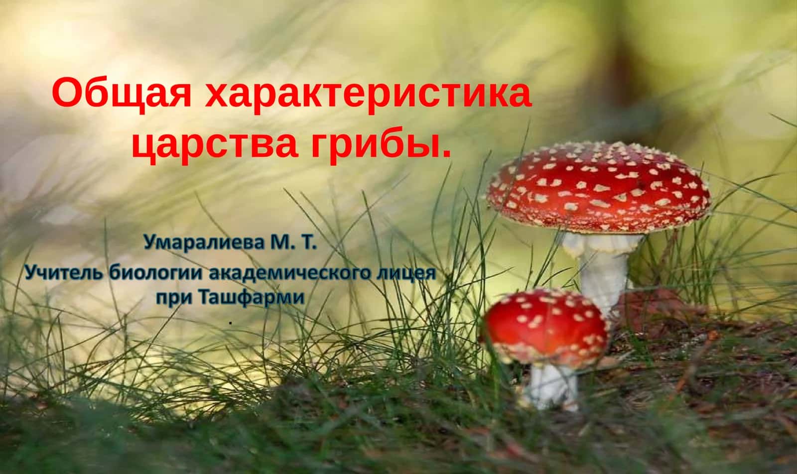 Общая характеристика царства грибы