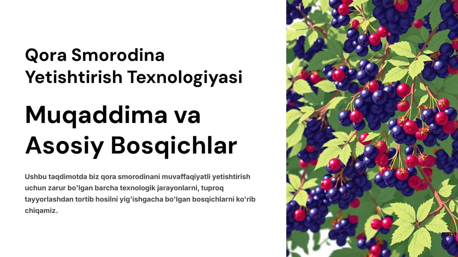 Qora Smorodina Yetishtirish Texnologiyasi