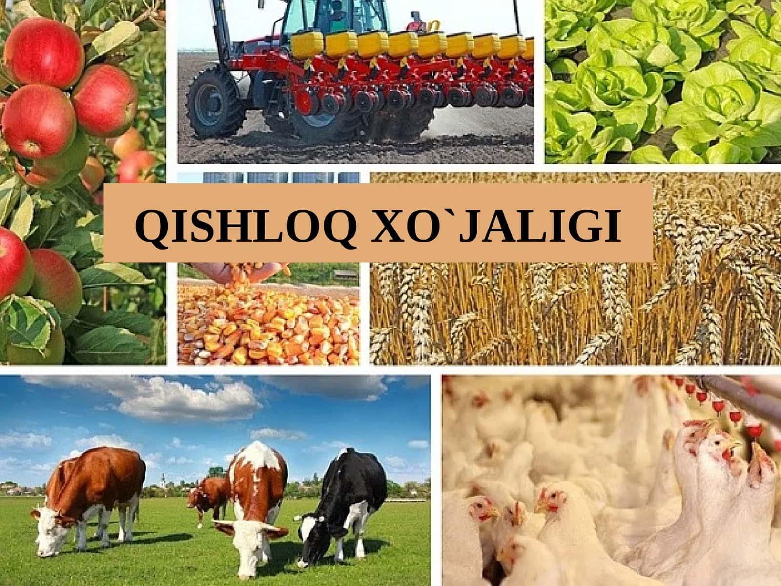 QISHLOQ XO`JALIGI